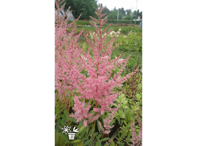 Astilbe × arendsii   'Rosy Cloud'